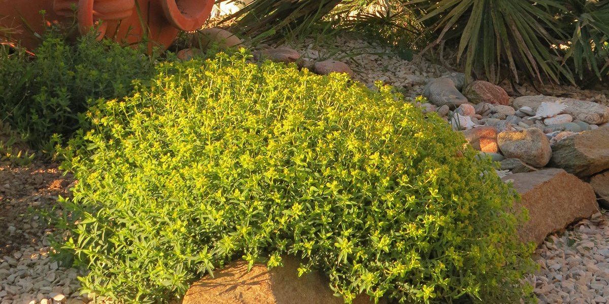 Garrigue Worker : Travaux paysagers