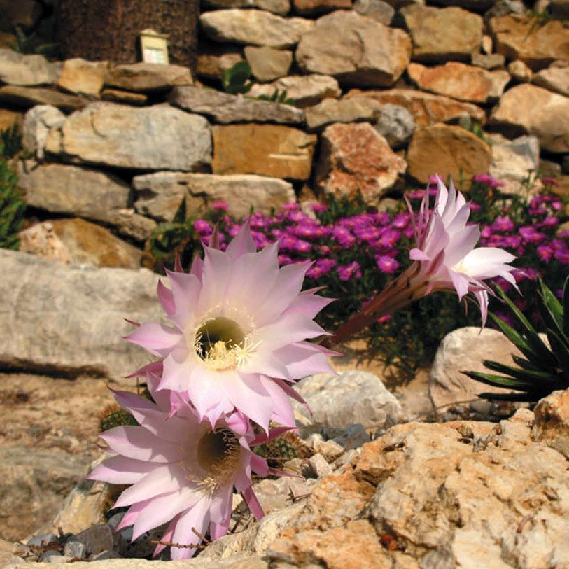 <strong>Rocaille de cactée</strong> <small>© Christophe Azzopardi</small>