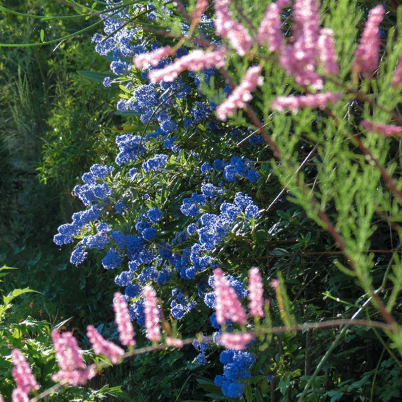 <strong>Haie champêtre</strong> <small>© Christophe Azzopardi</small>