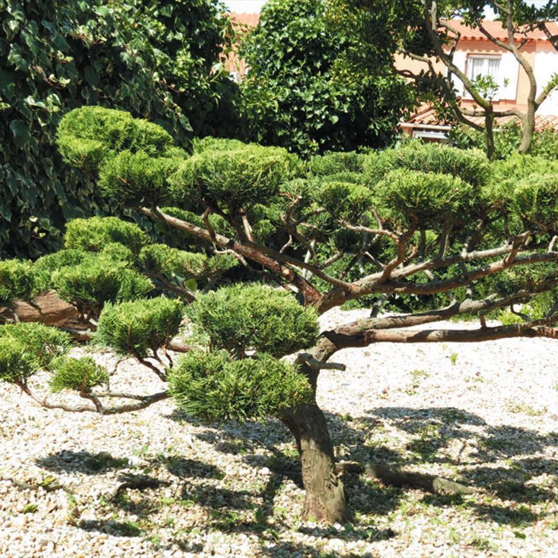 <strong>Arbre en nuages</strong> <small>© Christophe Azzopardi</small>