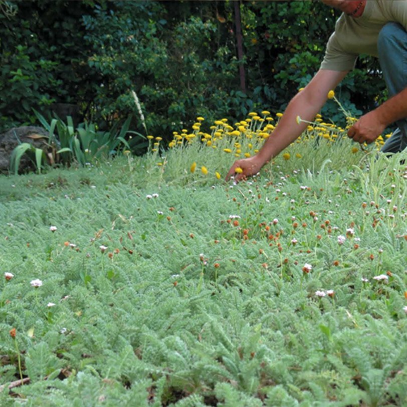 <strong>Alternative au gazon</strong> <small>© Christophe Azzopardi</small>